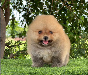 Buy Vaccinated  Toy Pomeranian Puppy from Jaipur